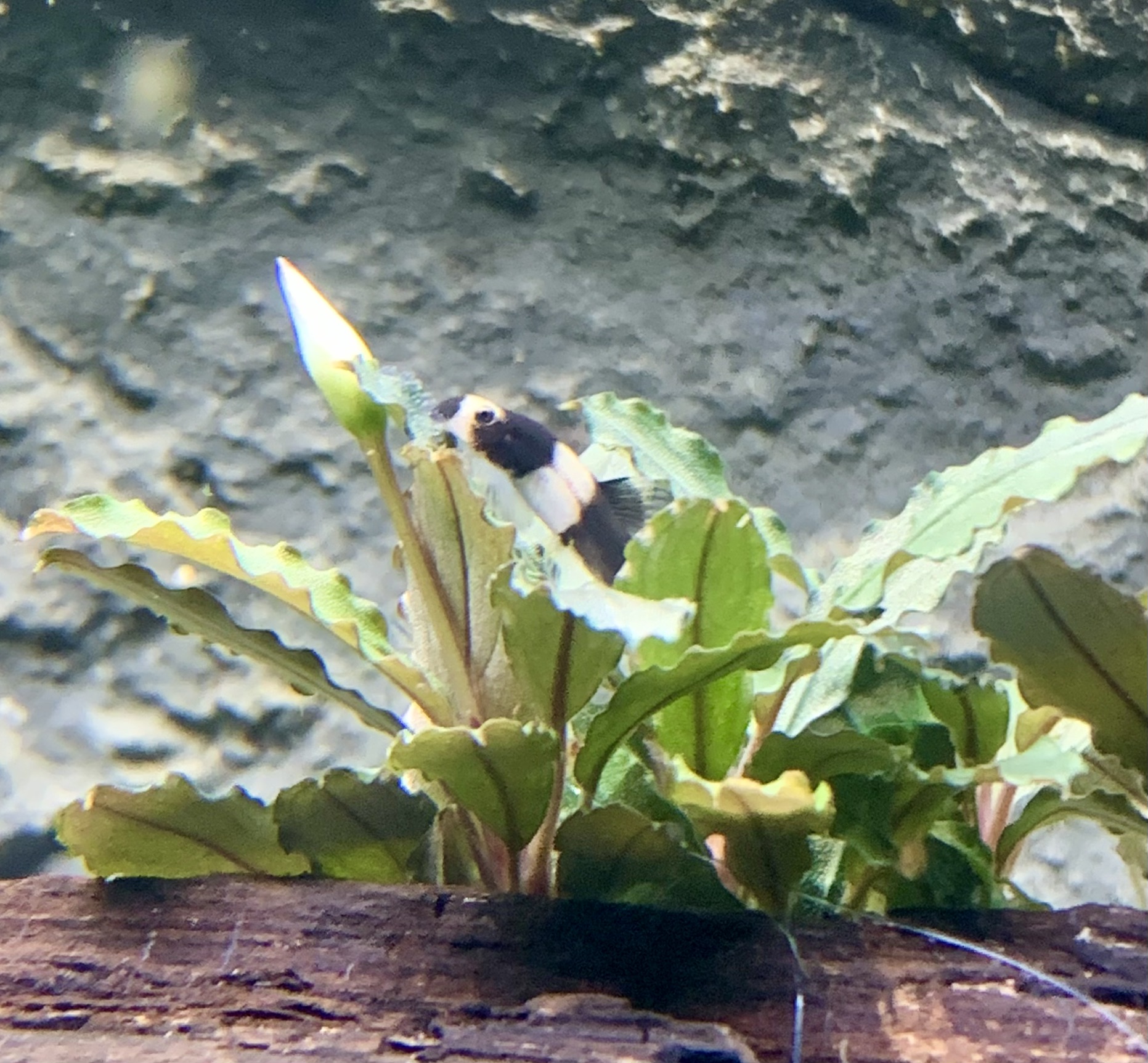 Schmerle in Bucephalandra Schmerle in Bucephalandra
