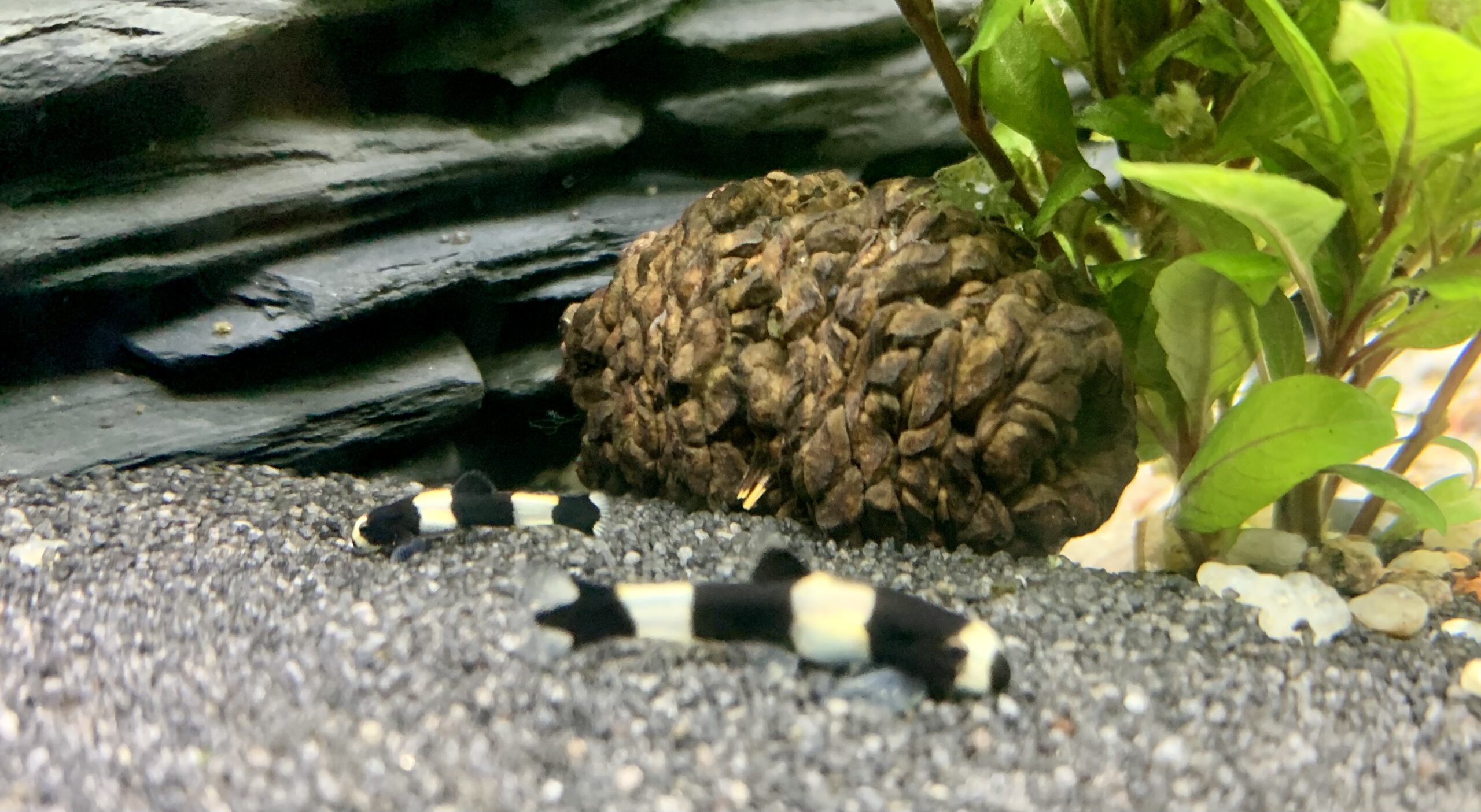 Schmerle mit Erlenzapfen Schmerle mit Erlenzapfen