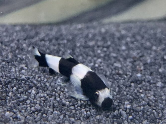 Pandaloach Pandaloach