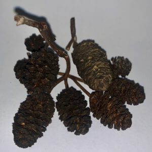 Erlenzapfen